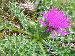 Dwarf thistle