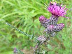 Marsh thistle