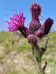 Marsh thistle