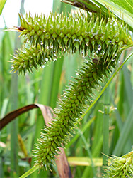 Cyperus sedge