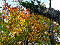 Orange and yellow leaves