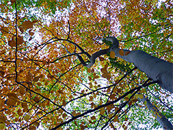 Grey beech trunk