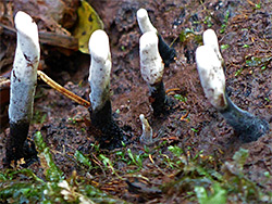 Candlesnuff fungus