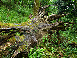 Decaying trunk