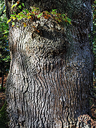 Grooved bark