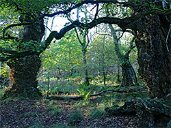 Oak trees