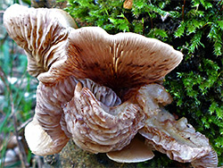 Oyster mushroom