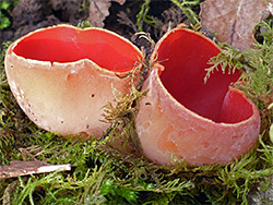 Scarlet elf cup