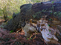 Fallen oak