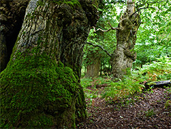 Ancient woodland