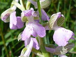 Pale purple orchid