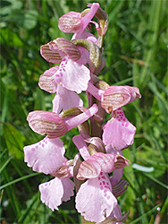 Pink and greenish orchid