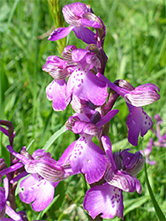 White and purplish orchid