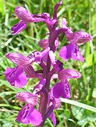 Purple-pink orchid