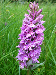 Common spotted orchid