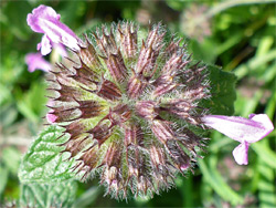 Wild basil