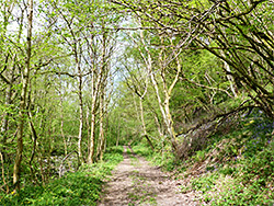 Woodland track