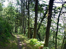 Path through the trees