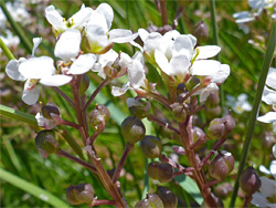 Cochlearia officinalis