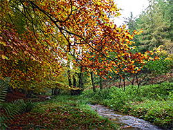 Spreading branches