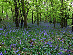 Bluebells and trees