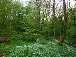 Path beside the pond