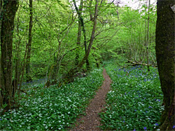 Woodland path