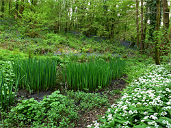 Wild garlic