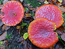 Fly agaric