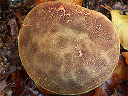 Red cracking bolete