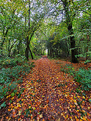 Fallen beech leaves