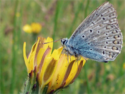 Common blue butterfly