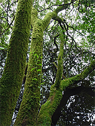 Mossy branches