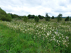 Flowers by the old railway