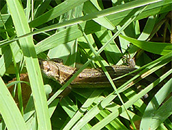 Common lizard