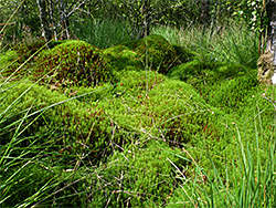 Sphagnum moss