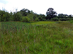 Bog and pond