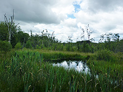 Reed-lined pool