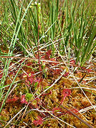 Round-leaved sundew