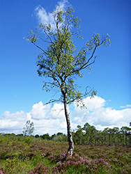 Isolated tree