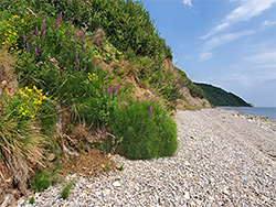 Wildflowers