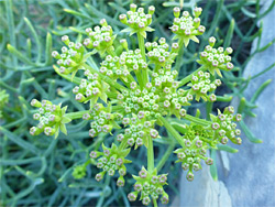 Sea fennel