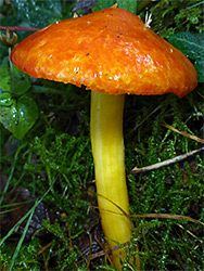 Blackening waxcap