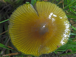 Blackening waxcap