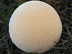 Meadow puffball