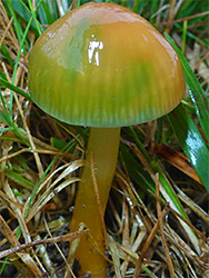 Parrot waxcap