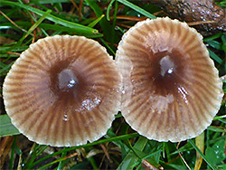 Slimy waxcap
