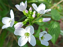 Cuckoo flower