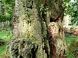 Oak trunk