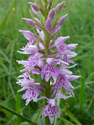 Common spotted orchid